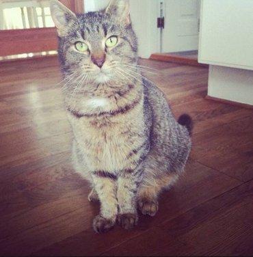 Huskat Yrsa - Godmorgen♥ billede 2