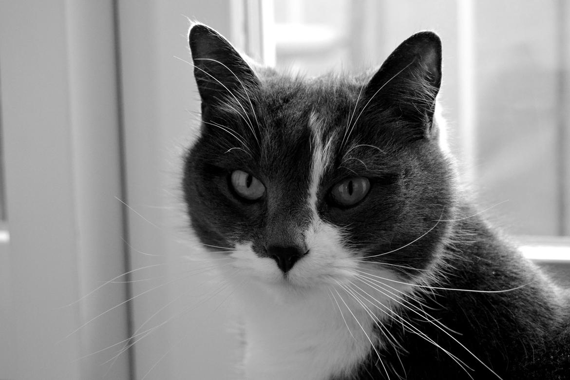 Huskat <3 nikki <3 My soulmate!<3 Springmesteren!<3 billede 8