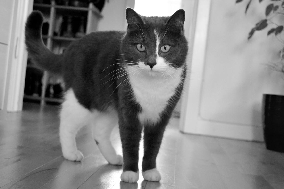 Huskat <3 nikki <3 My soulmate!<3 Springmesteren!<3 billede 9