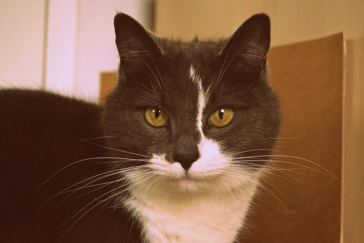 Huskat <3 nikki <3 My soulmate!<3 Springmesteren!<3 billede 10