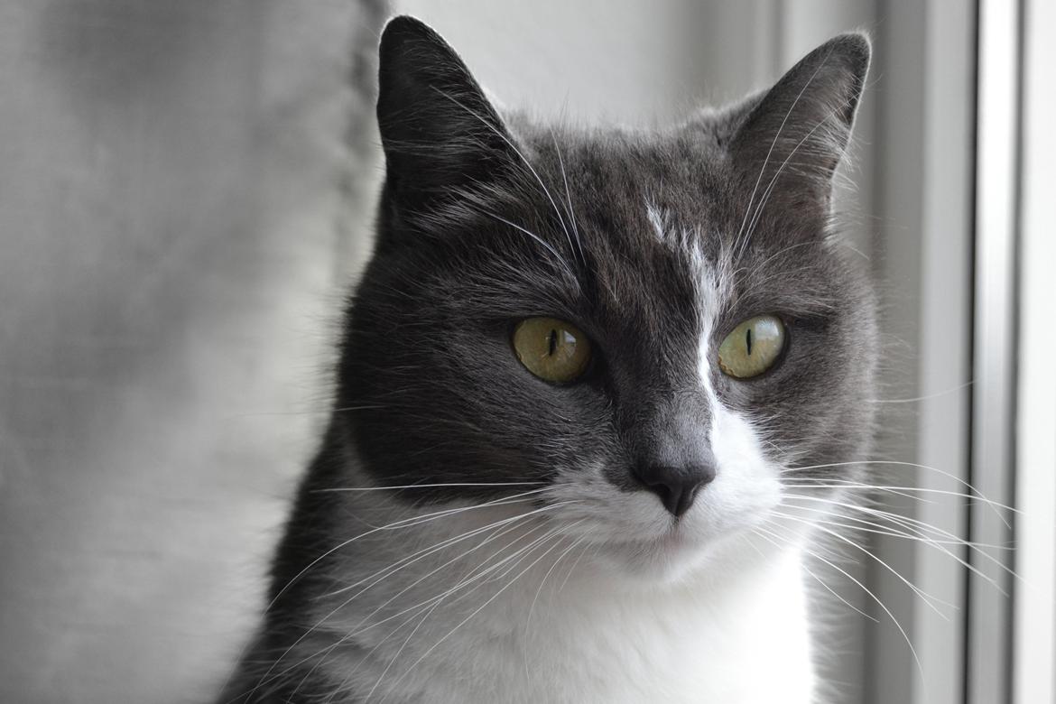 Huskat <3 nikki <3 My soulmate!<3 Springmesteren!<3 billede 11