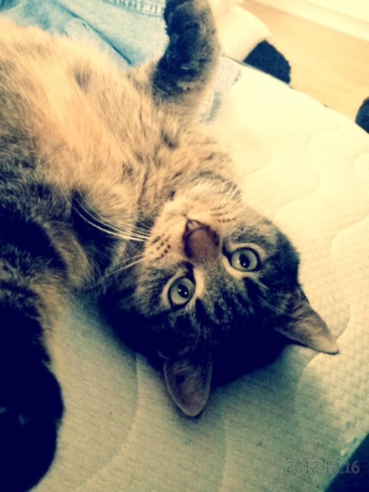 Huskat Yrsa - Lykken er, at sove på ryggen med alle fire ben i luften♥ billede 3