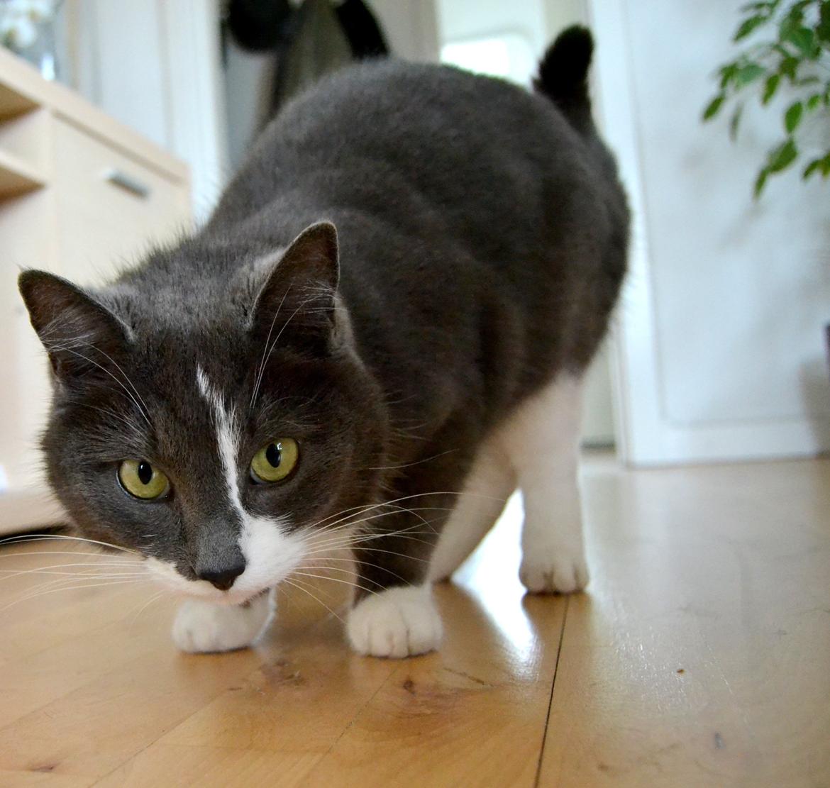 Huskat <3 nikki <3 My soulmate!<3 Springmesteren!<3 billede 12