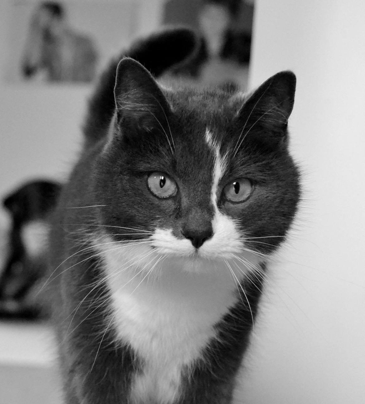 Huskat <3 nikki <3 My soulmate!<3 Springmesteren!<3 - Velkommen til Nikki's profil. Giv gerne en bedømmelse og en komentar nu når du alligevel er her ;) Foto: Mig. billede 2