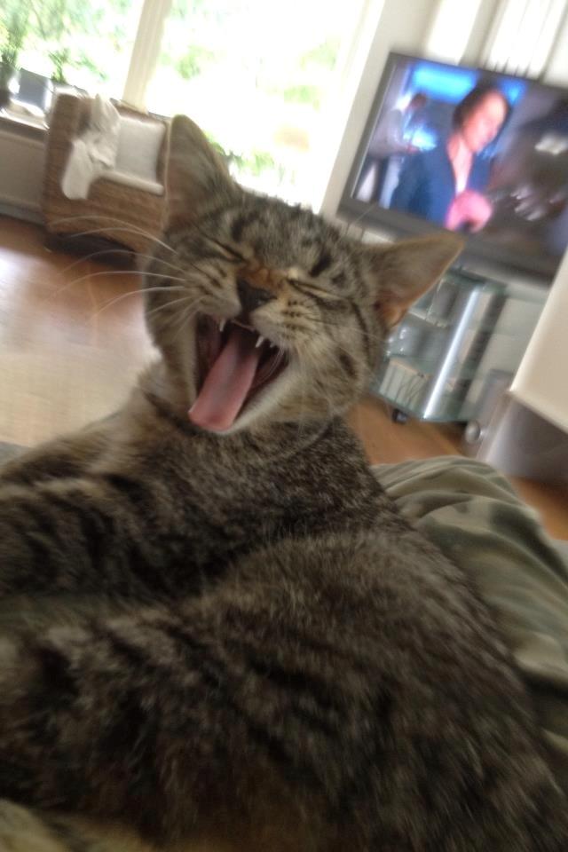 Huskat Yrsa - Gaaaaab:O billede 4