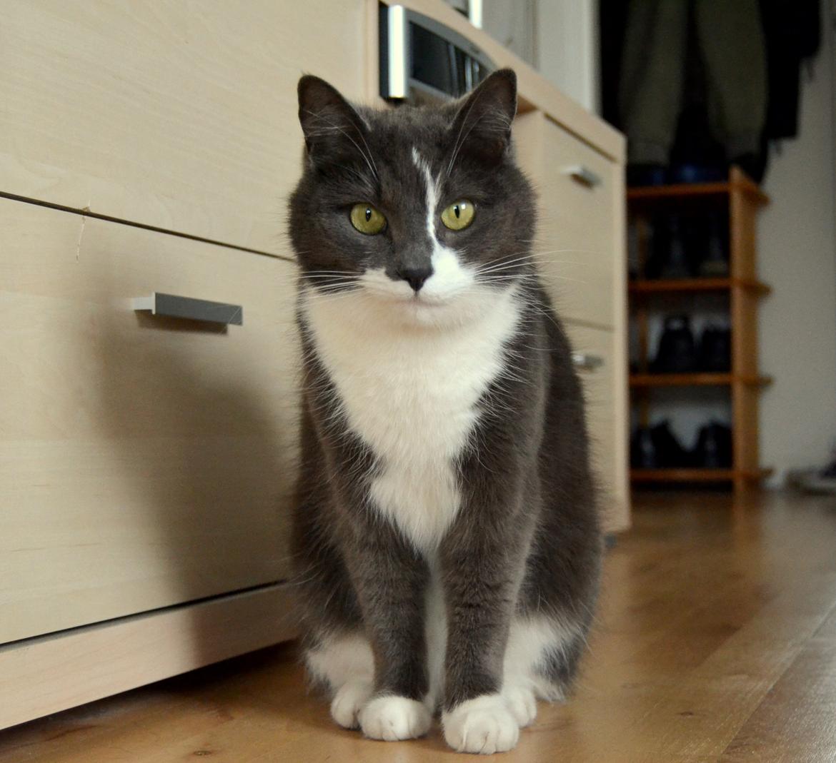 Huskat <3 nikki <3 My soulmate!<3 Springmesteren!<3 billede 13