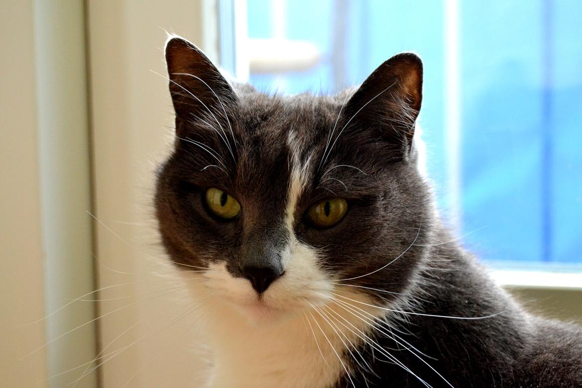 Huskat <3 nikki <3 My soulmate!<3 Springmesteren!<3 billede 14