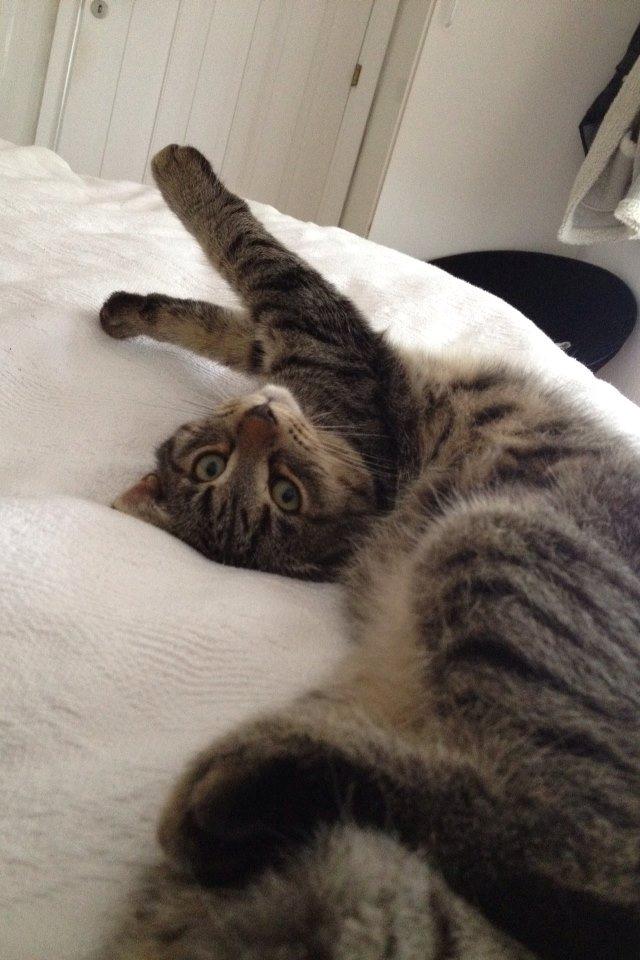 Huskat Yrsa - Lige vågnet efter operationen♥ billede 6