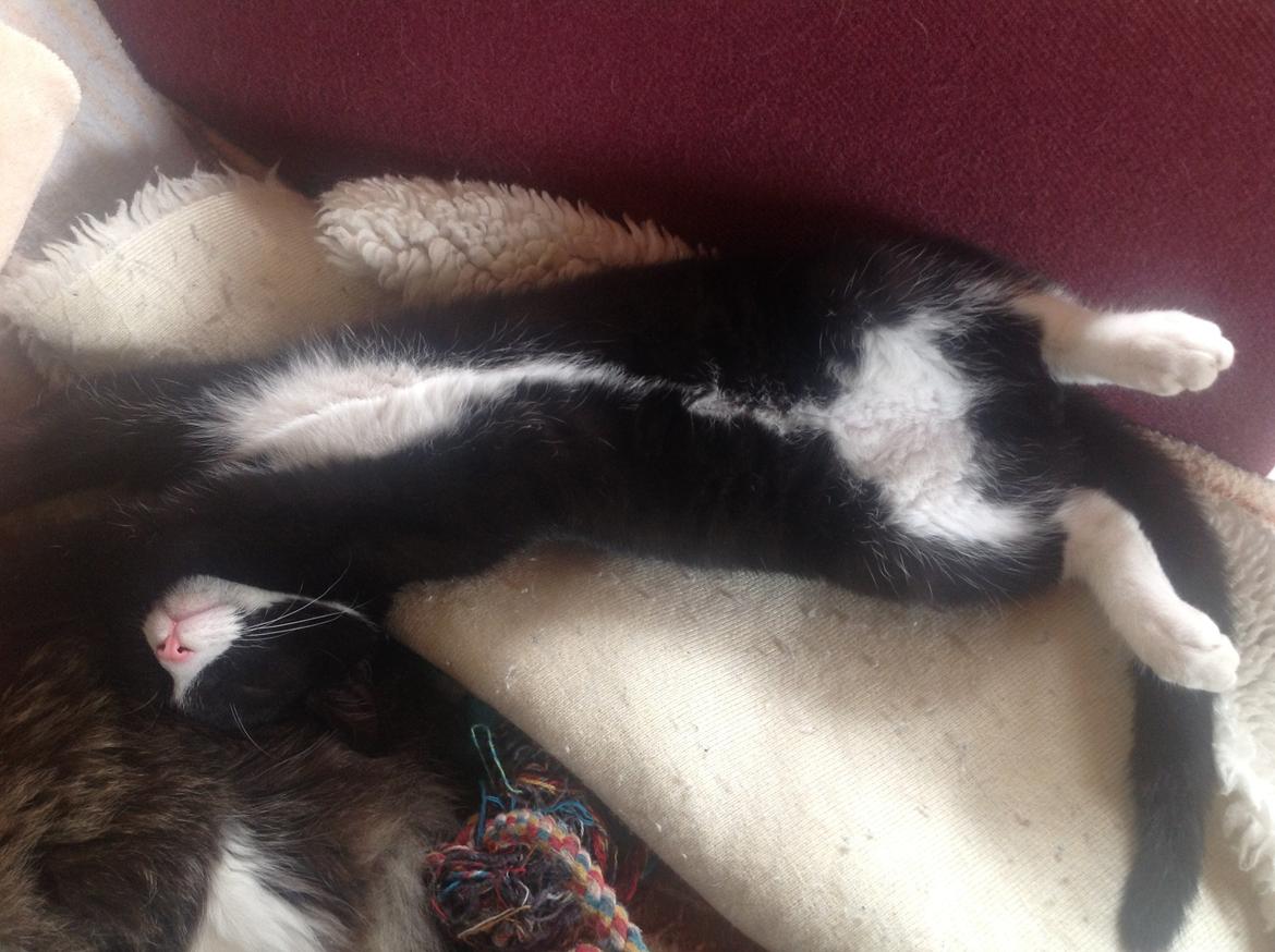 Blanding af racer Milo<3 R.I.P.<3 billede 16