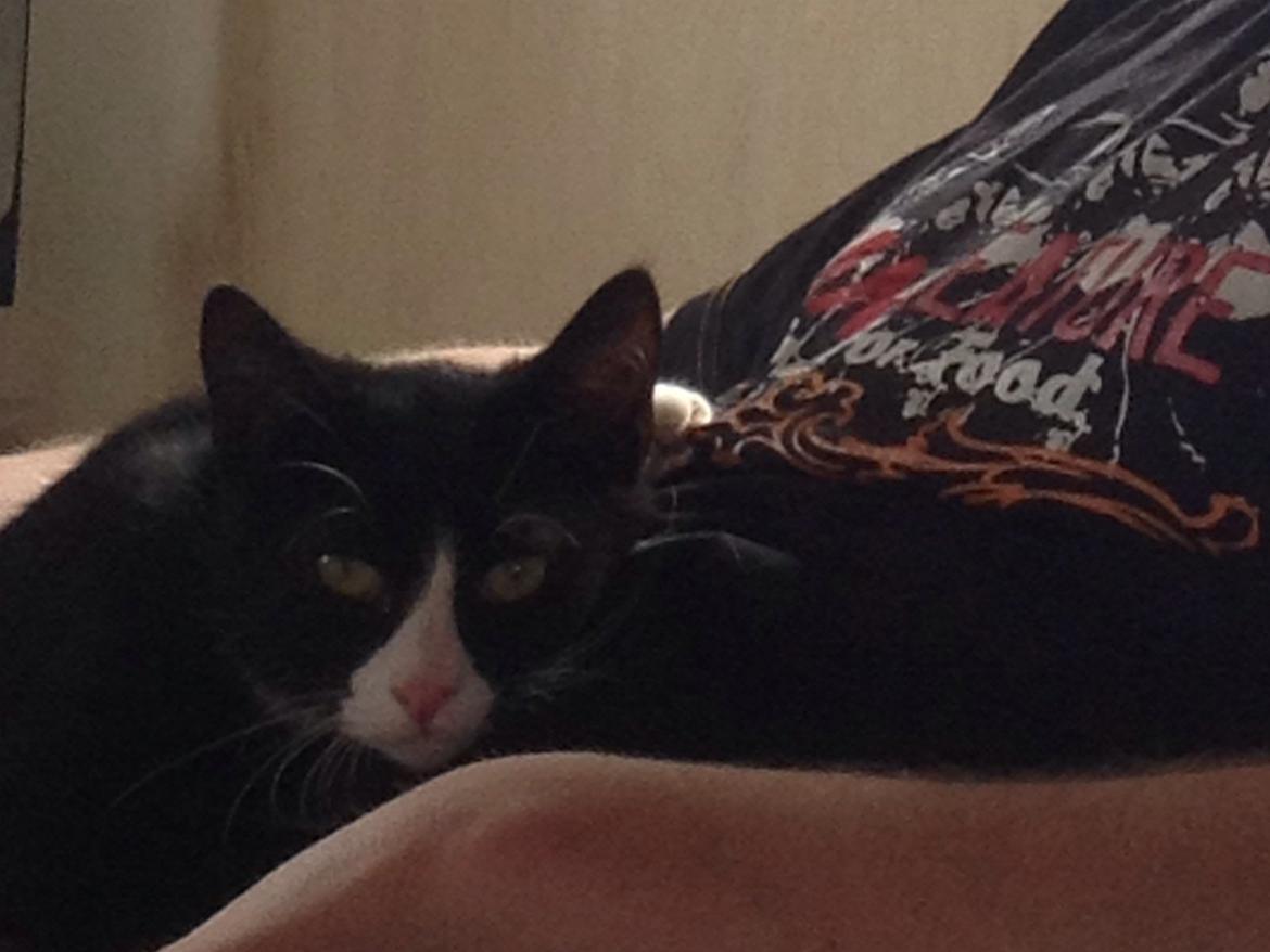 Blanding af racer Milo<3 R.I.P.<3 billede 14