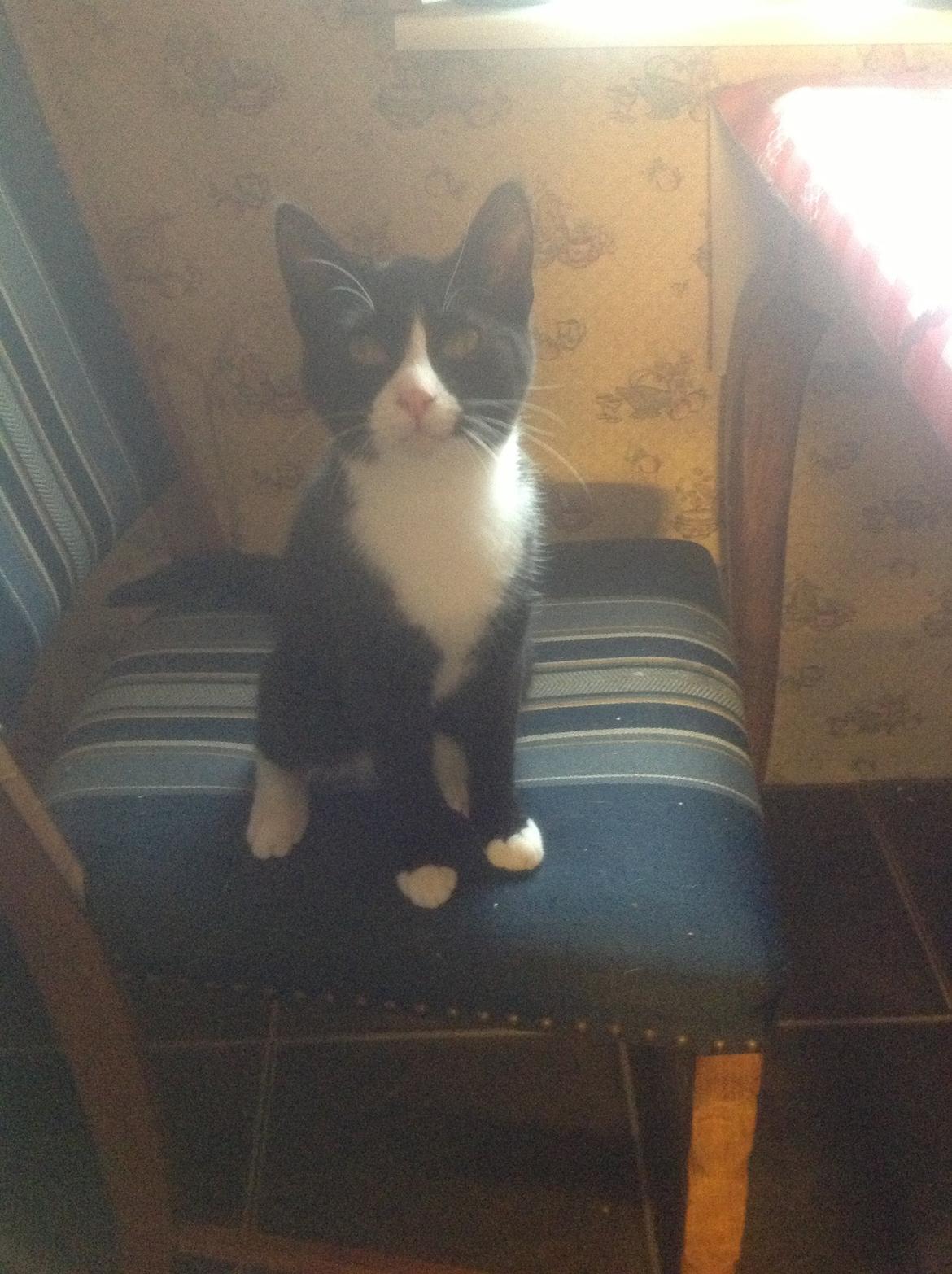 Blanding af racer Milo<3 R.I.P.<3 billede 15