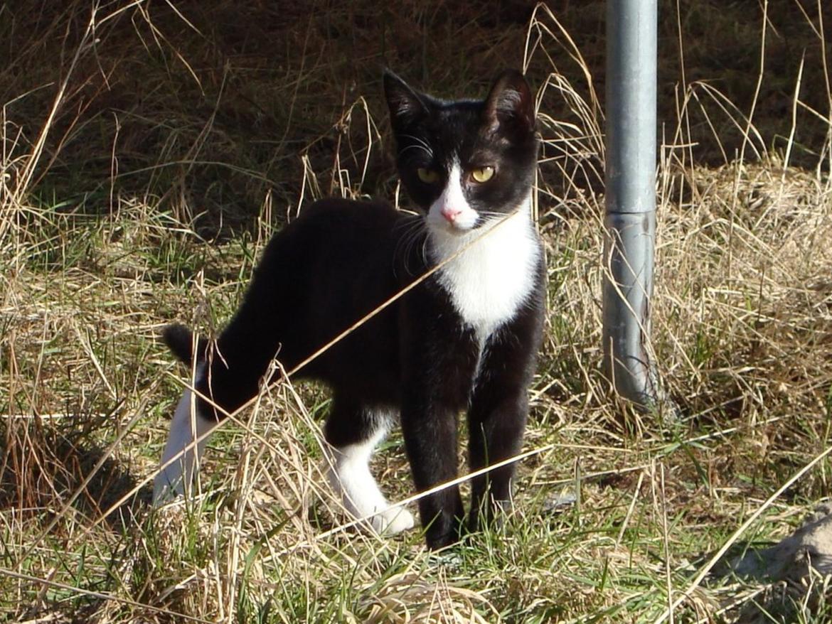 Blanding af racer Milo<3 R.I.P.<3 billede 17