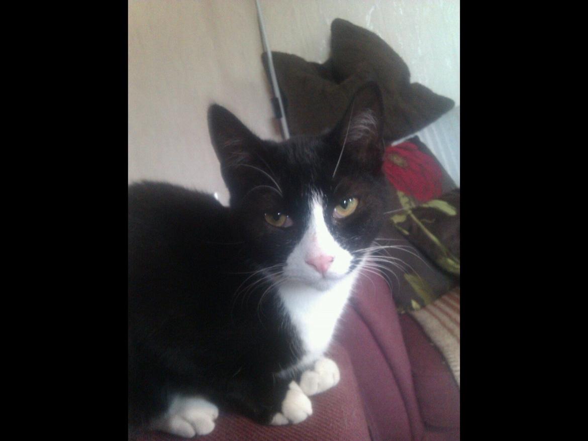 Blanding af racer Milo<3 R.I.P.<3 billede 18