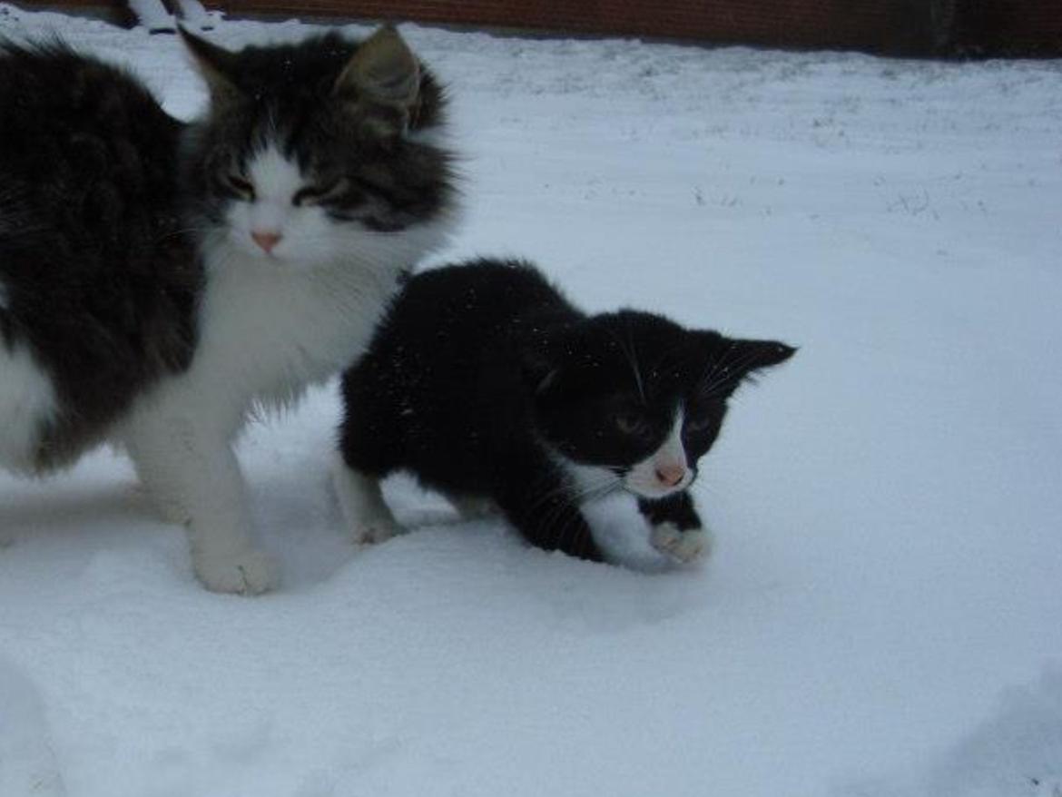 Blanding af racer Milo<3 R.I.P.<3 billede 19