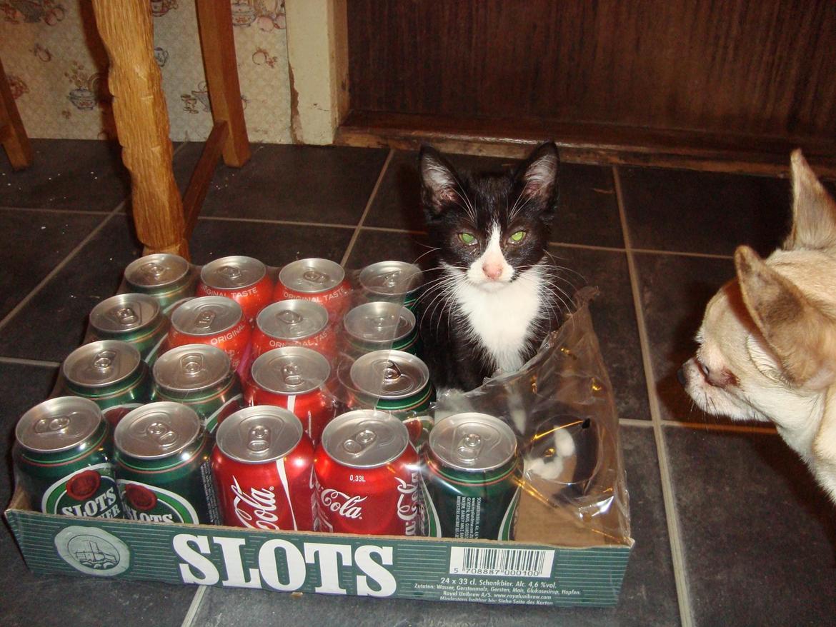 Blanding af racer Milo<3 R.I.P.<3 billede 20