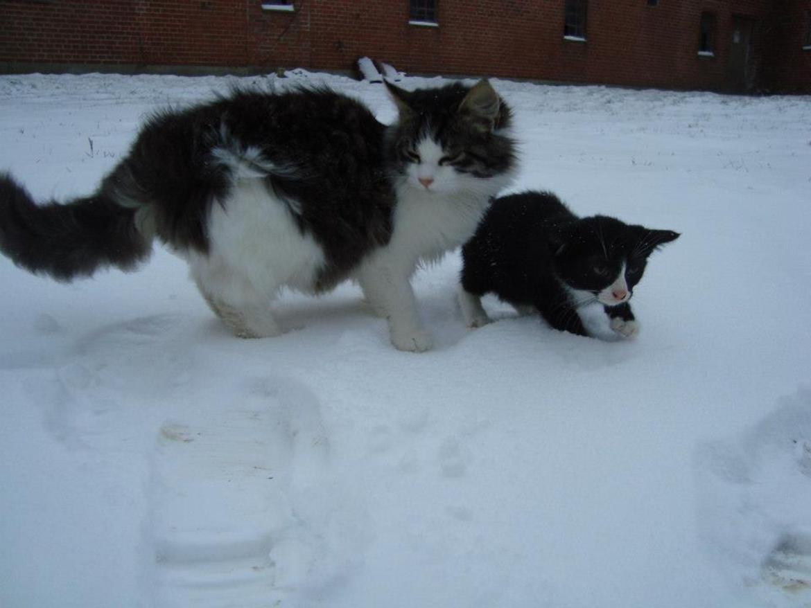 Blanding af racer Linus<3 billede 14