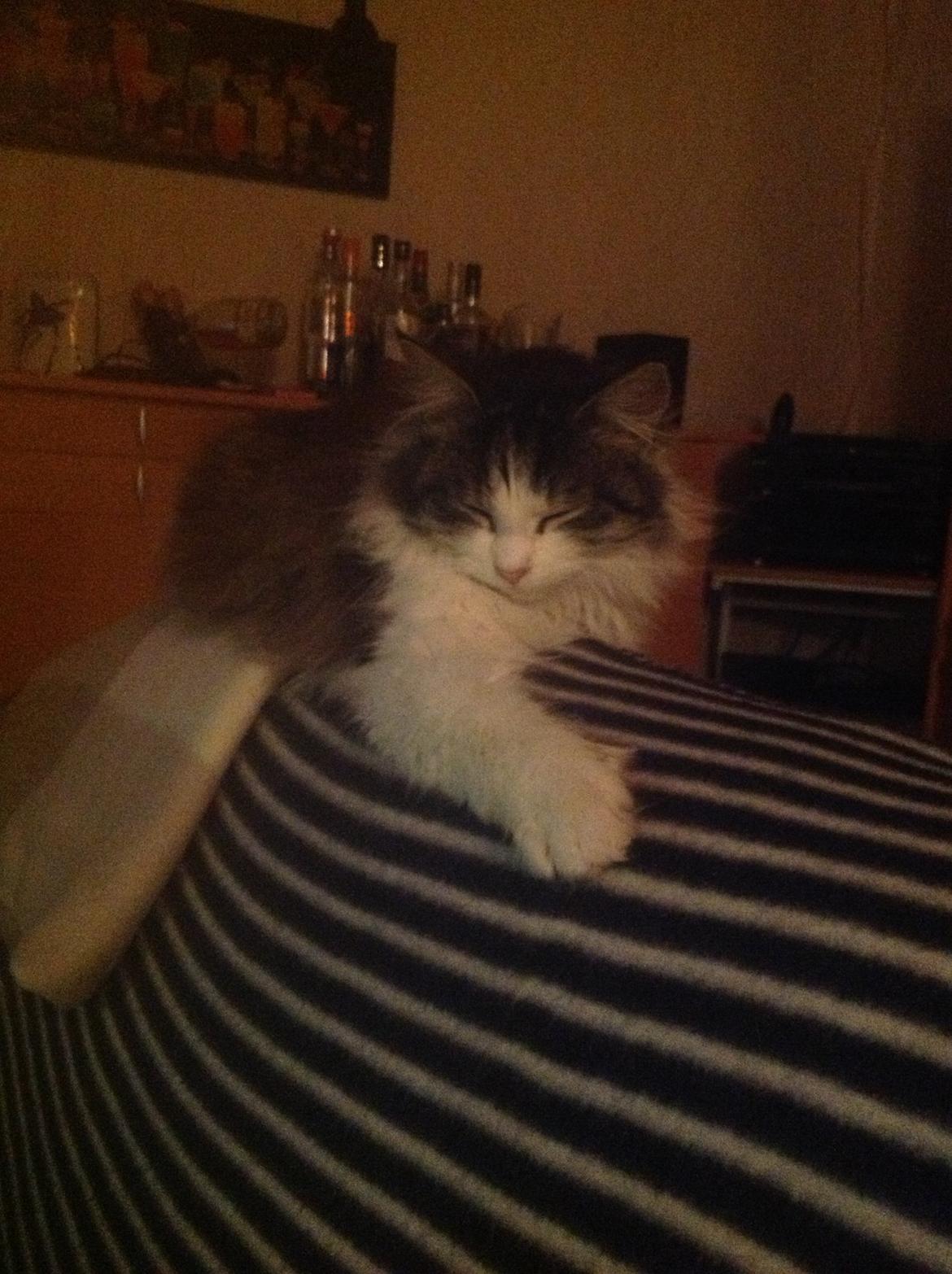 Blanding af racer Linus<3 billede 15