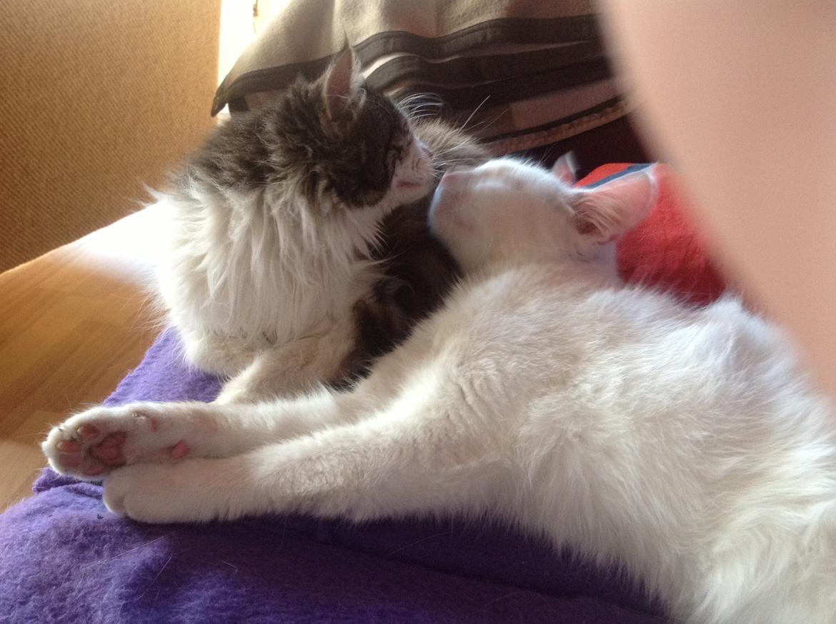 Blanding af racer Linus<3 billede 17