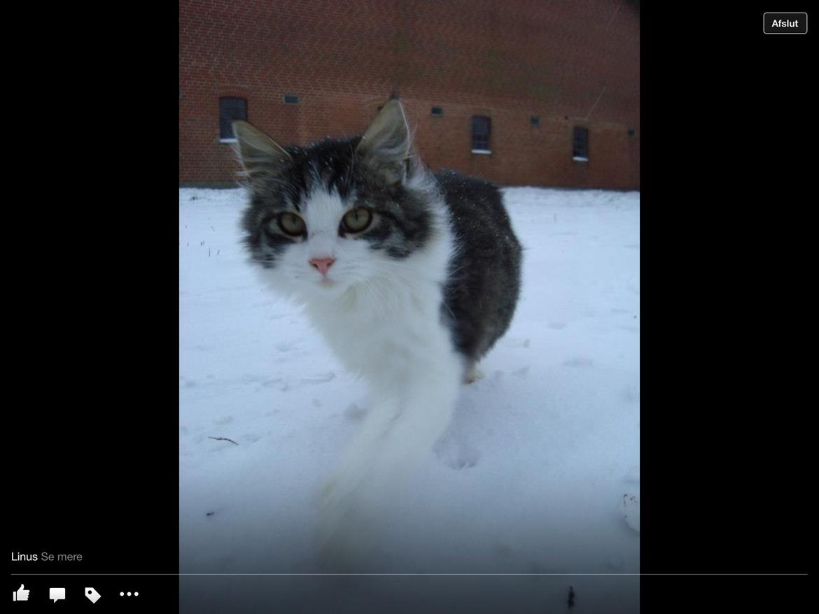 Blanding af racer Linus<3 billede 16