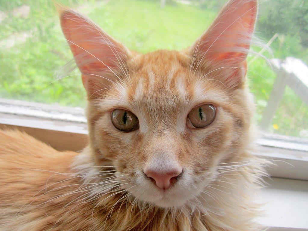 Blanding af racer Jean Pierre - Maj 2013 billede 9