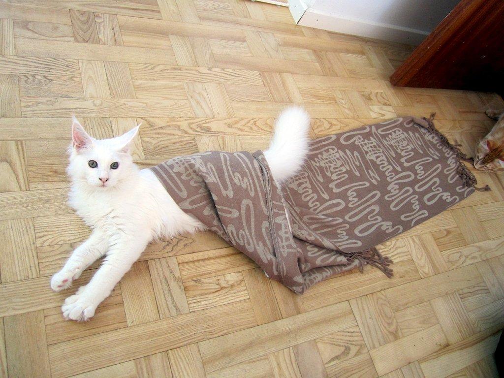 Maine Coon Charles - Superhelten Charles billede 9