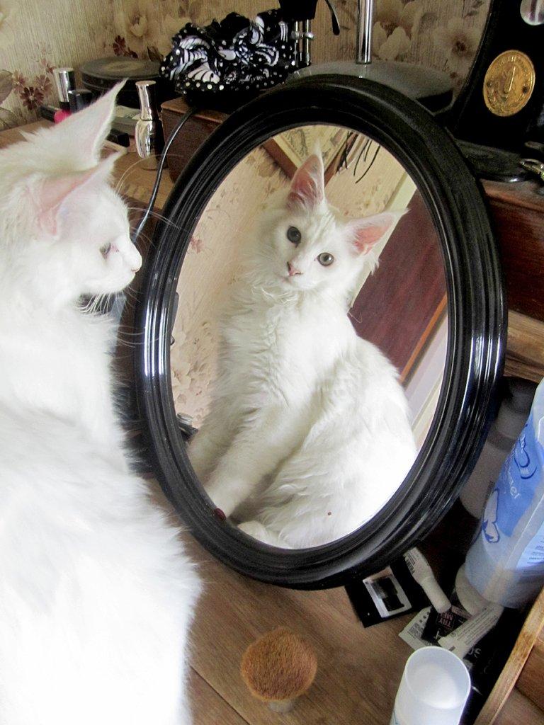 Maine Coon Charles billede 2