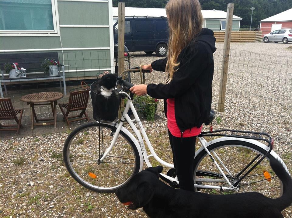 Blanding af racer Bølle billede 14