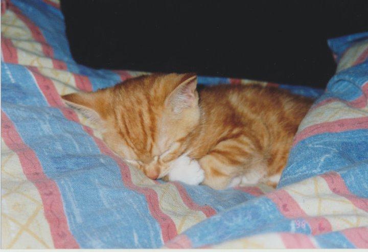 Huskat Freja - Baby Freja  billede 13