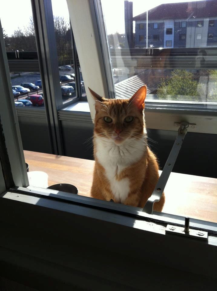 Huskat Freja - primadonna missen..  billede 5