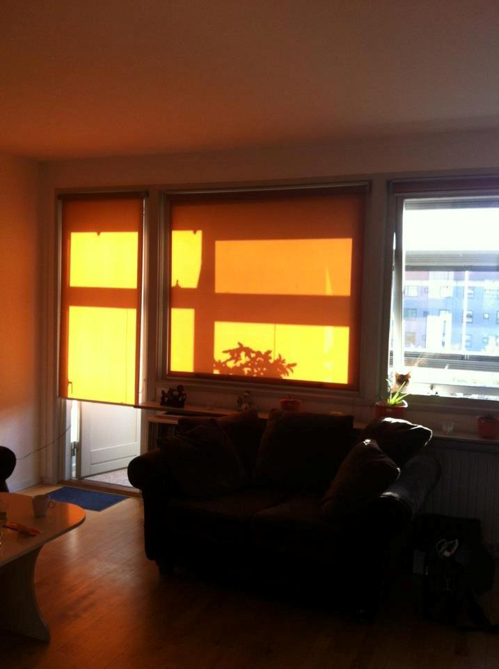 Huskat Freja - find Freja.. hi  hi.. billede 6