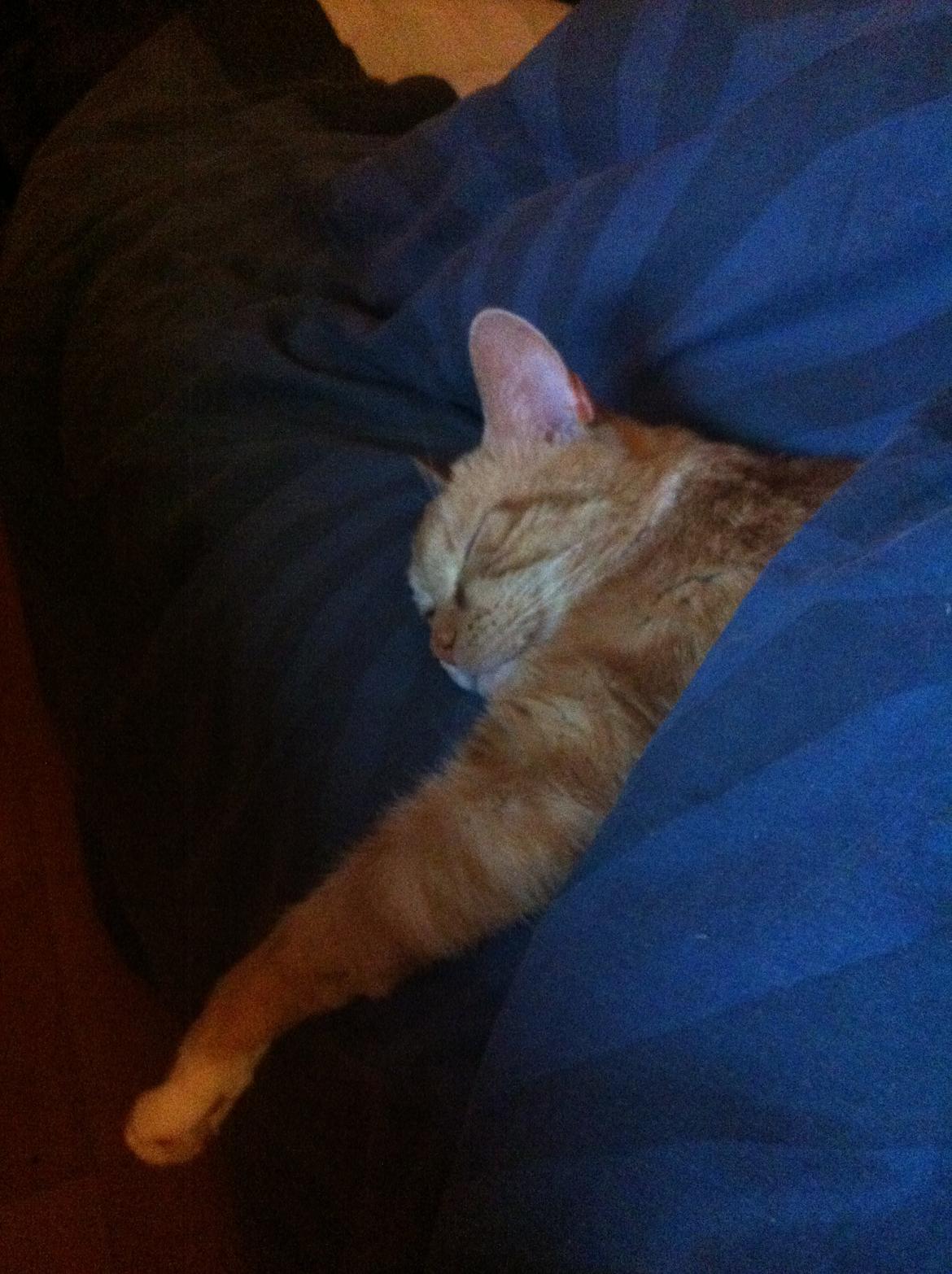 Huskat Freja - elsker at putte under mors dyne.. billede 4