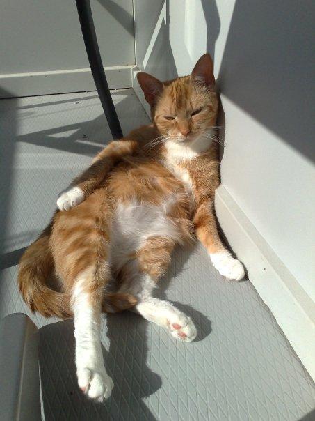 Huskat Freja - Hvor solskind er, der er jeg <3 billede 7