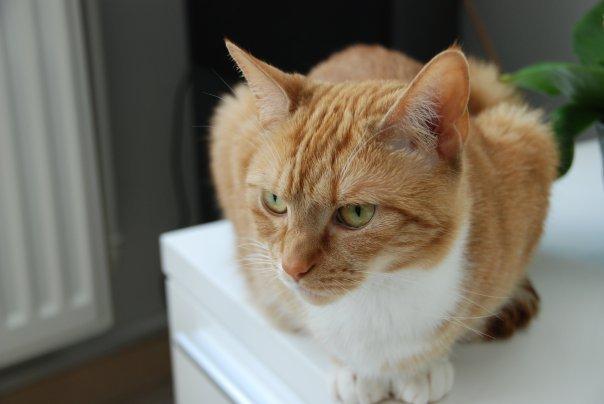 Huskat Freja - hvorfor bliver manden ved med at stikke det kamara op i hovedet på mig mens han siger en masse dumme lyde?? billede 2