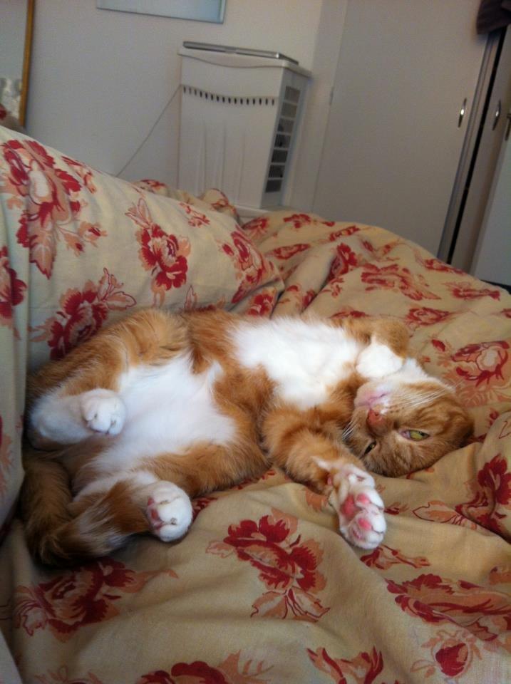 Huskat Freja - livet er Herligt billede 8