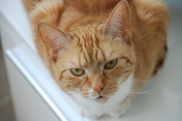 Huskat Freja - Okey så kigger jeg i kamaraét, tilfreds??? billede 1