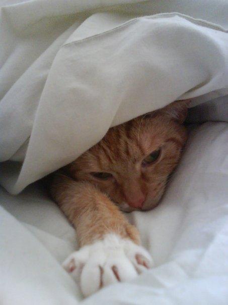 Huskat Freja - Hygge billede 9