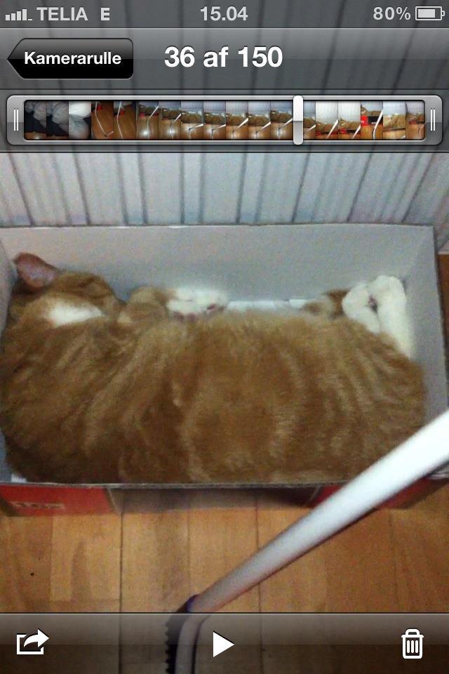 Huskat Freja - papkassemis
 billede 11