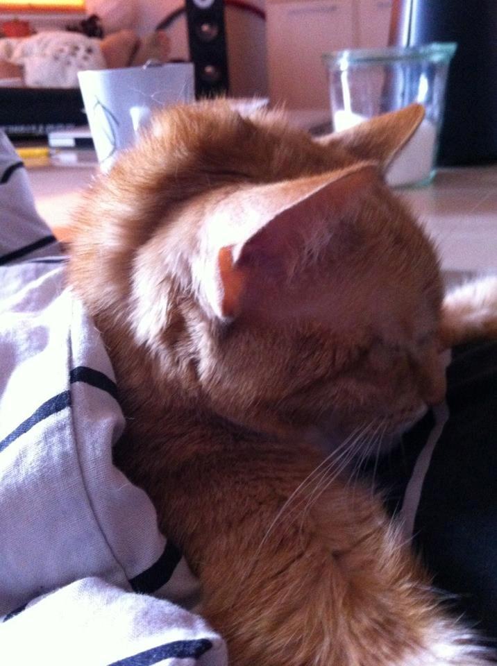 Huskat Freja - Rocker freja billede 10