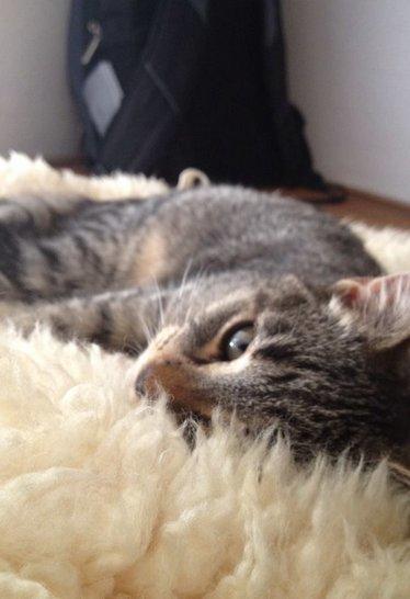 Huskat Yrsa - .. Søvnig billede 7