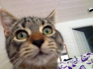 Huskat Yrsa - Halløj! billede 8