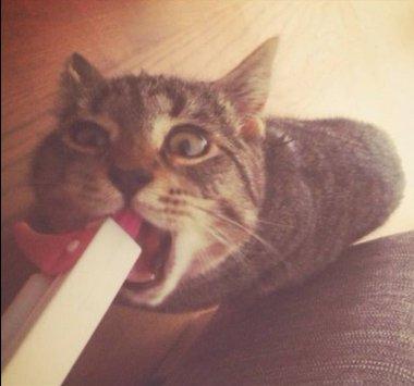 Huskat Yrsa - Da vi prøvede at træne hende med "vand sprøjteren", var hun mere ivrig efter at drikke fra den, end at blive sprøjtet på.. Forståeligt nok:-) billede 9