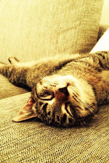 Huskat Yrsa billede 10