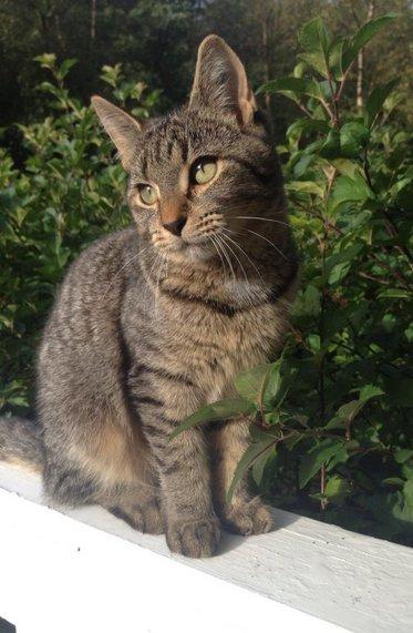 Huskat Yrsa - Nyder vejret billede 12