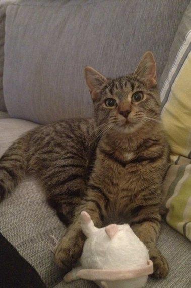 Huskat Yrsa - Efter mange glade og sjove minutter med bamse rotten:-) billede 13