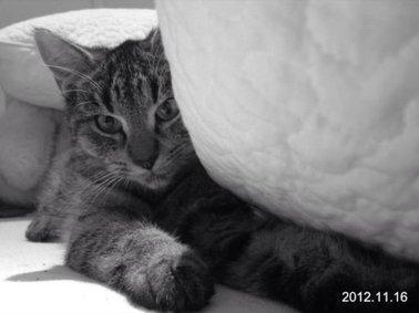 Huskat Yrsa billede 14