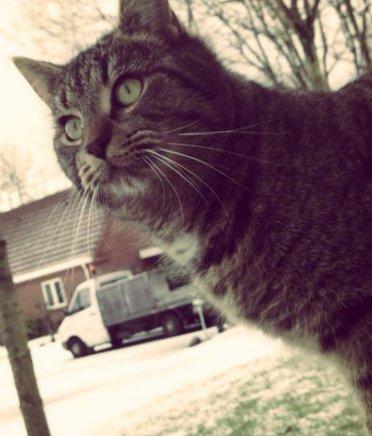 Huskat Yrsa billede 15