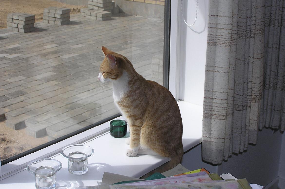 Huskat Røde billede 2