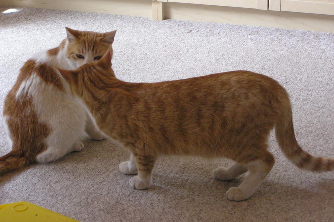 Huskat Røde billede 3