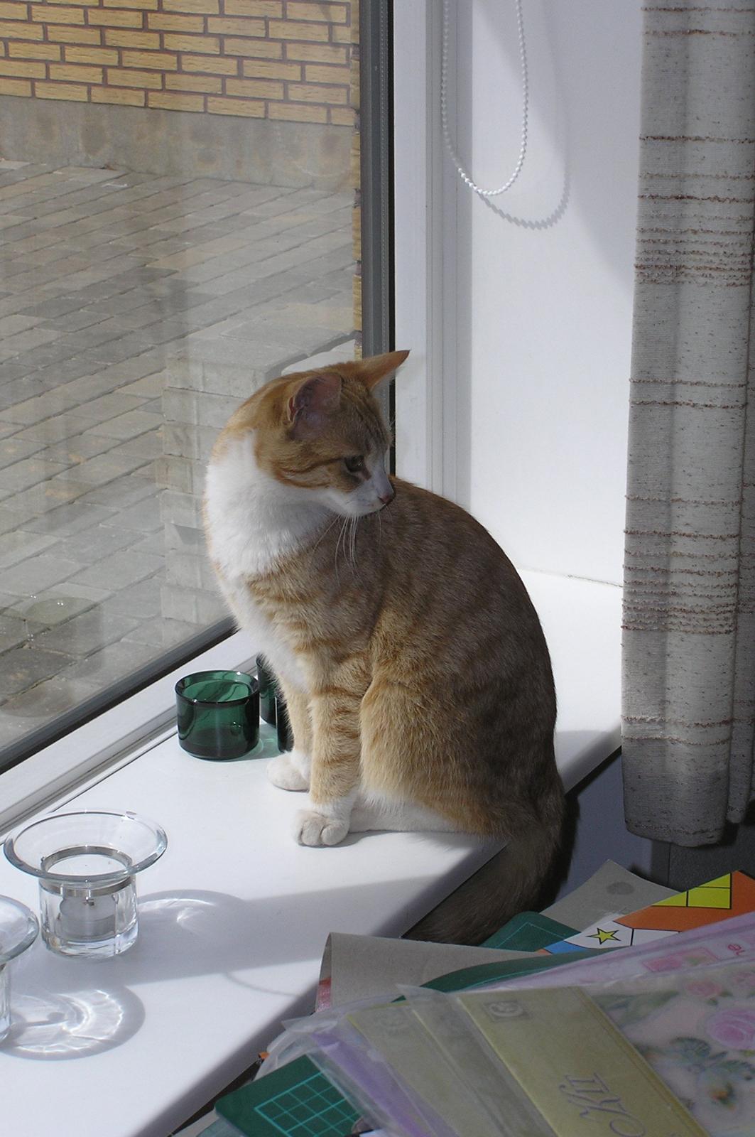 Huskat Røde billede 4