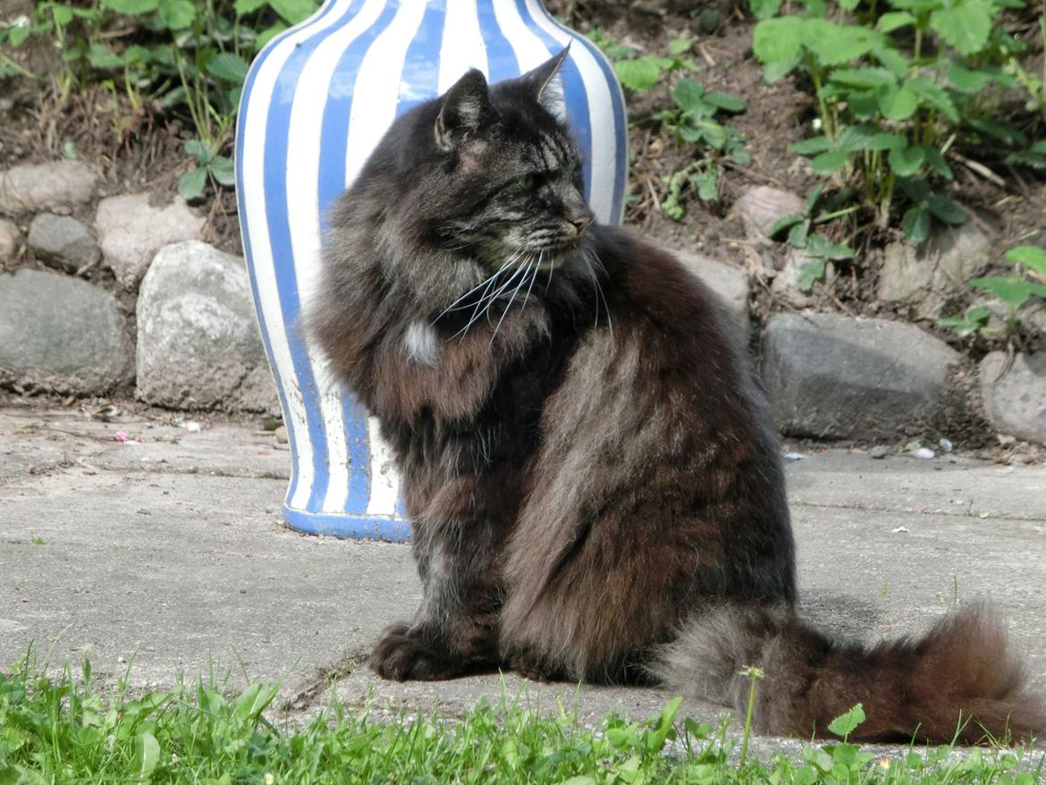Blanding af racer Eddie - han havde lige fået øje på naboens kat, Popkorn:) billede 1